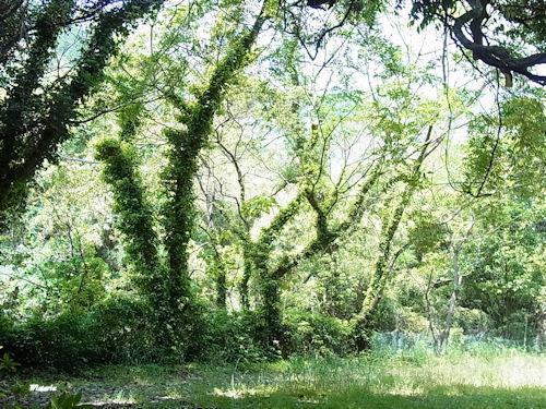 RIMG5572.JPG