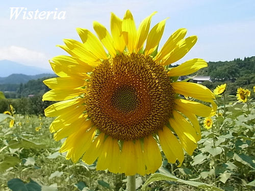 sunflower.jpg